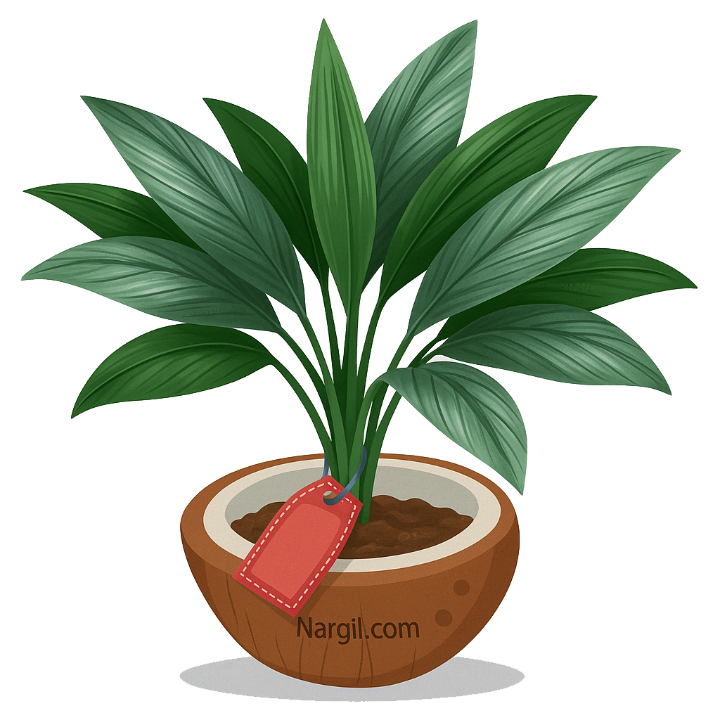  Nargil - Parlour Palm